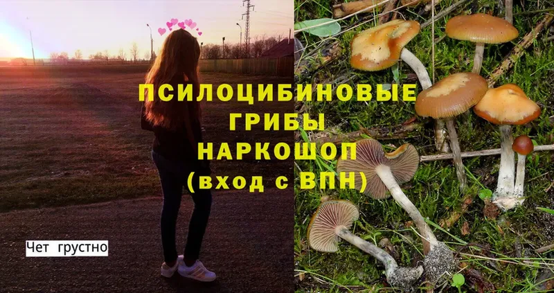 Псилоцибиновые грибы Psilocybe  Тобольск 